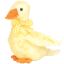 Duck-e - Ty Store Beanies